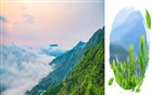双有机好茶 品质看得见！天池茶农茶叶全项检测符合国家标准