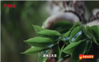 学习时报《新春走基层》走进天池茶农有机生态茶园 感受工夫茶里的年味