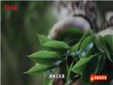 学习时报《新春走基层》走进天池茶农有机生态茶园 感受工夫茶里的年味