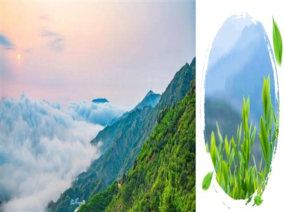 双有机好茶 品质看得见！天池茶农茶叶全项检测符合国家标准